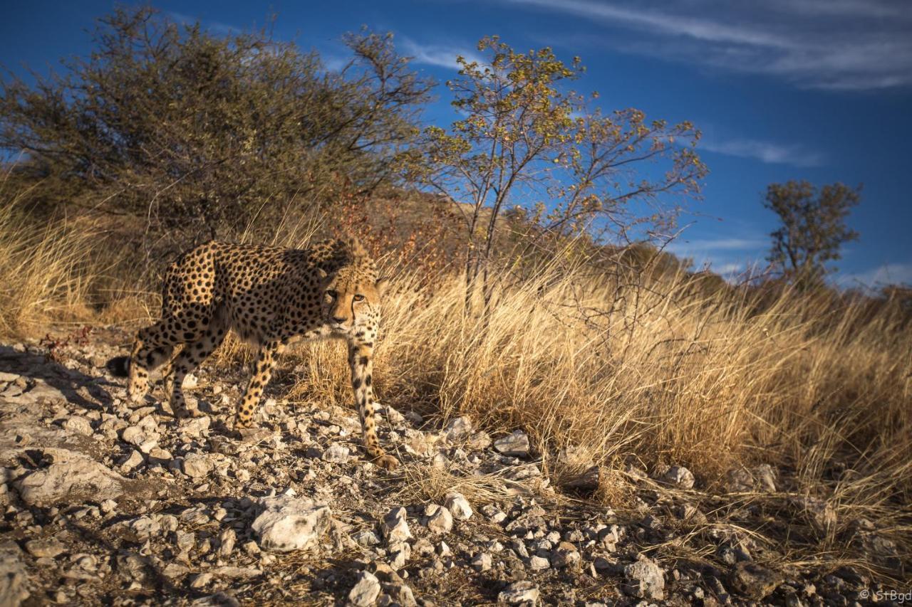 Aloegrove Safari Lodge Otjiwarongo Dış mekan fotoğraf