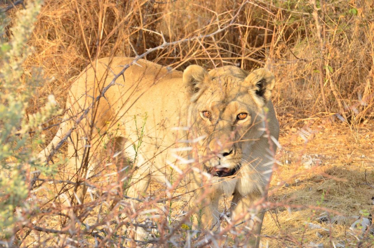Aloegrove Safari Lodge Otjiwarongo Dış mekan fotoğraf