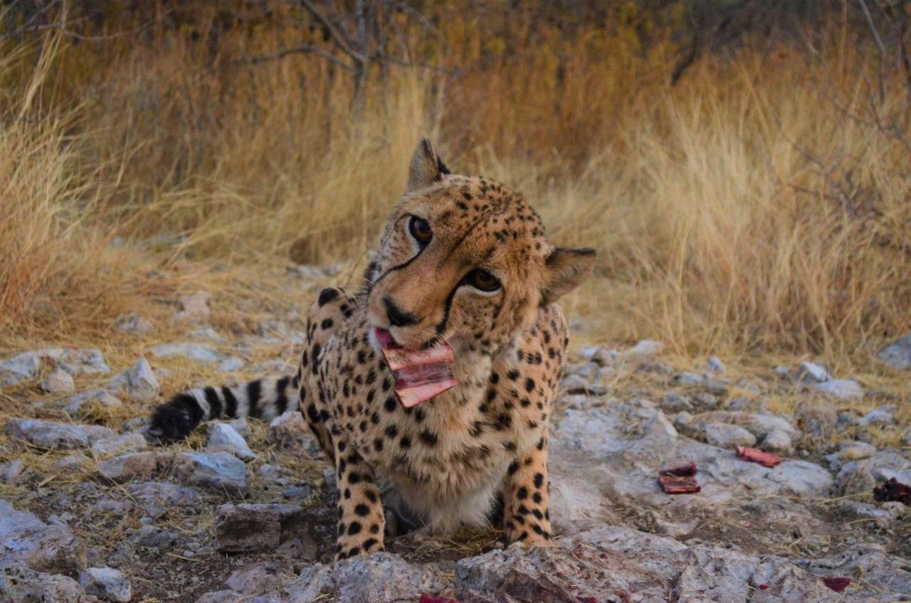 Aloegrove Safari Lodge Otjiwarongo Dış mekan fotoğraf