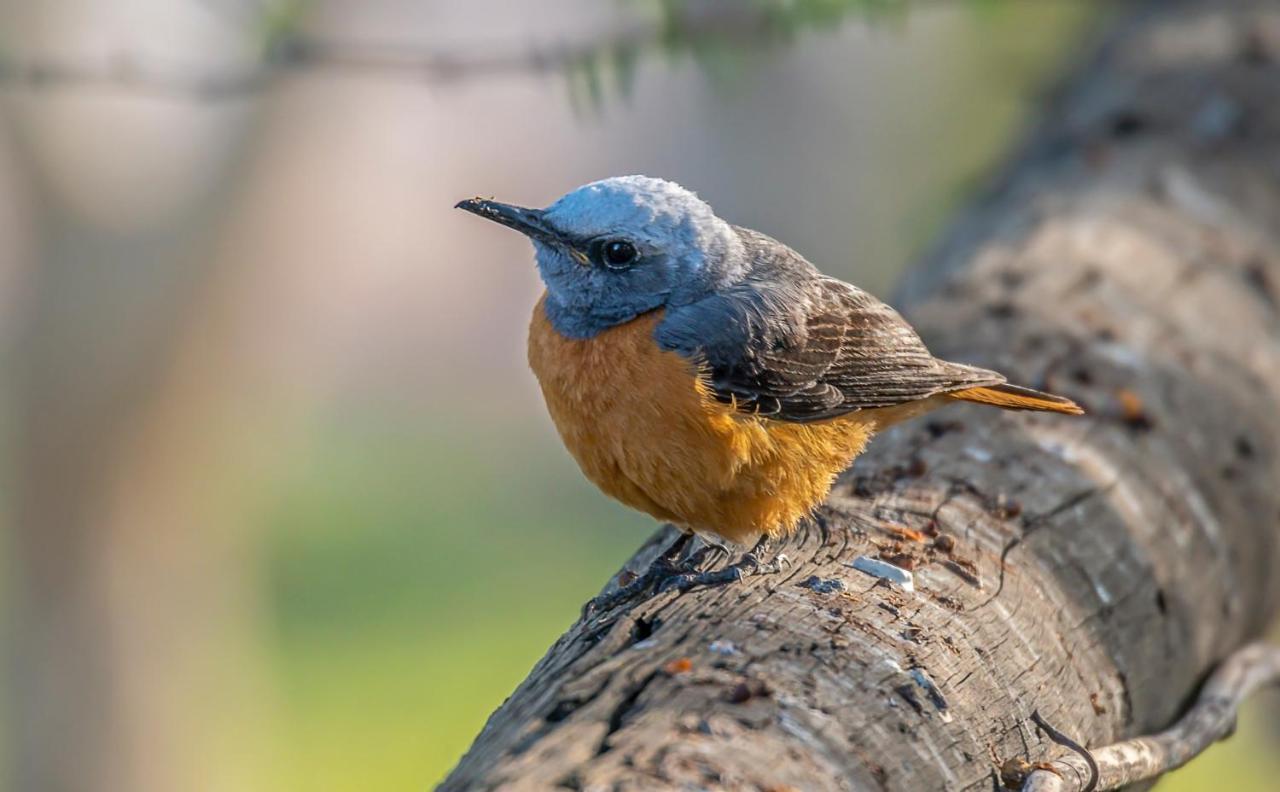 Aloegrove Safari Lodge Otjiwarongo Dış mekan fotoğraf