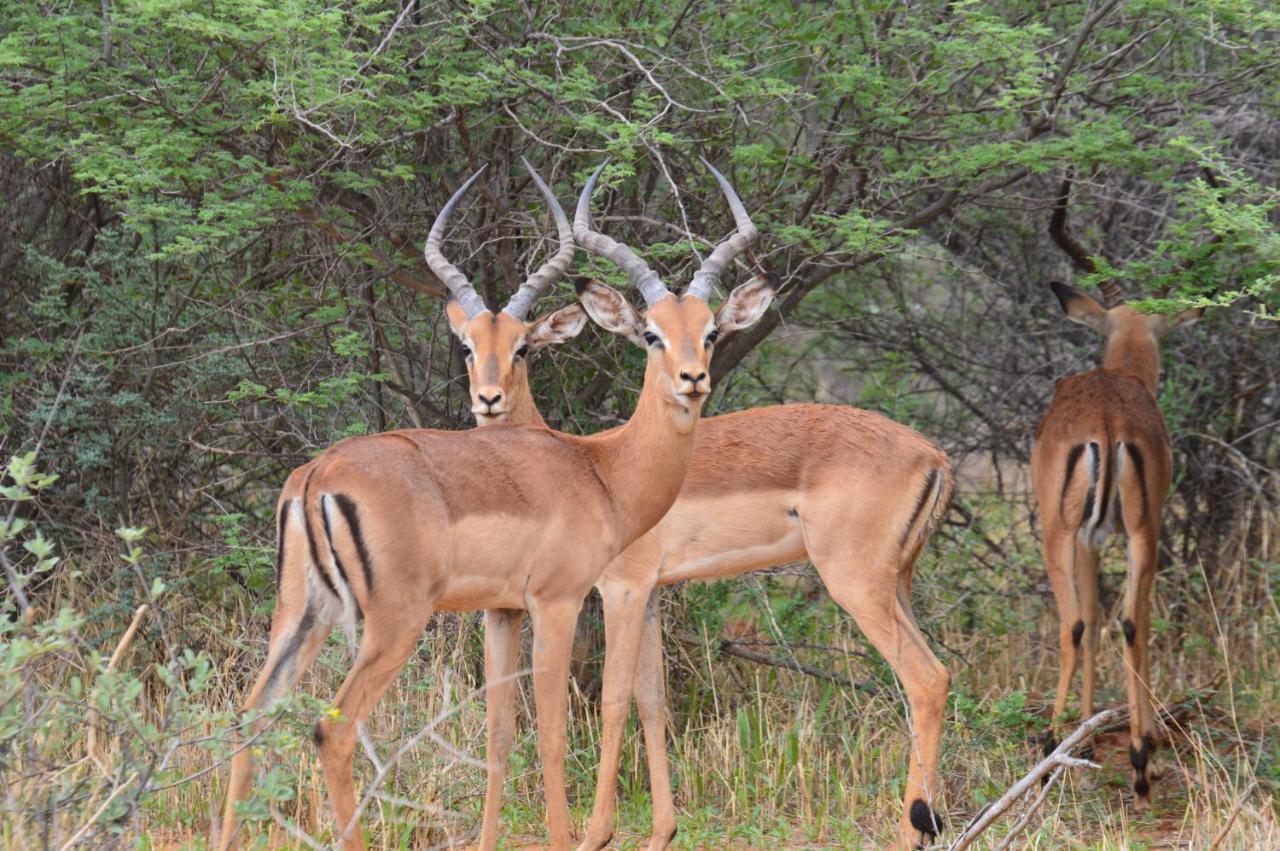Aloegrove Safari Lodge Otjiwarongo Dış mekan fotoğraf
