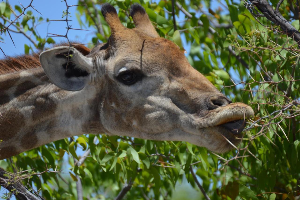 Aloegrove Safari Lodge Otjiwarongo Dış mekan fotoğraf