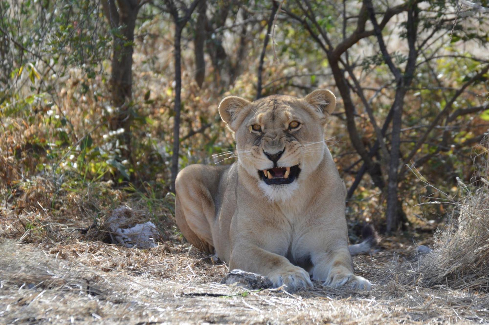 Aloegrove Safari Lodge Otjiwarongo Dış mekan fotoğraf
