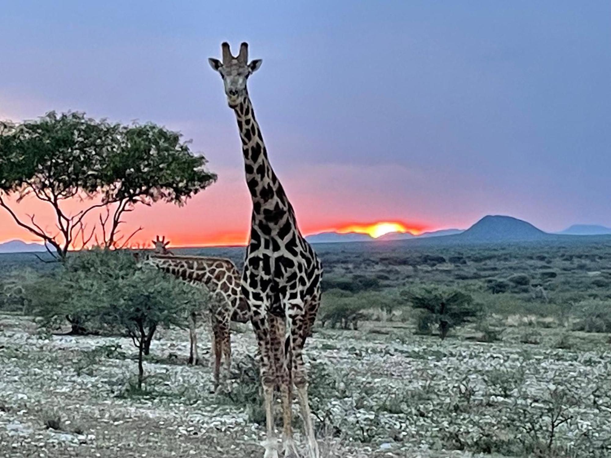 Aloegrove Safari Lodge Otjiwarongo Dış mekan fotoğraf