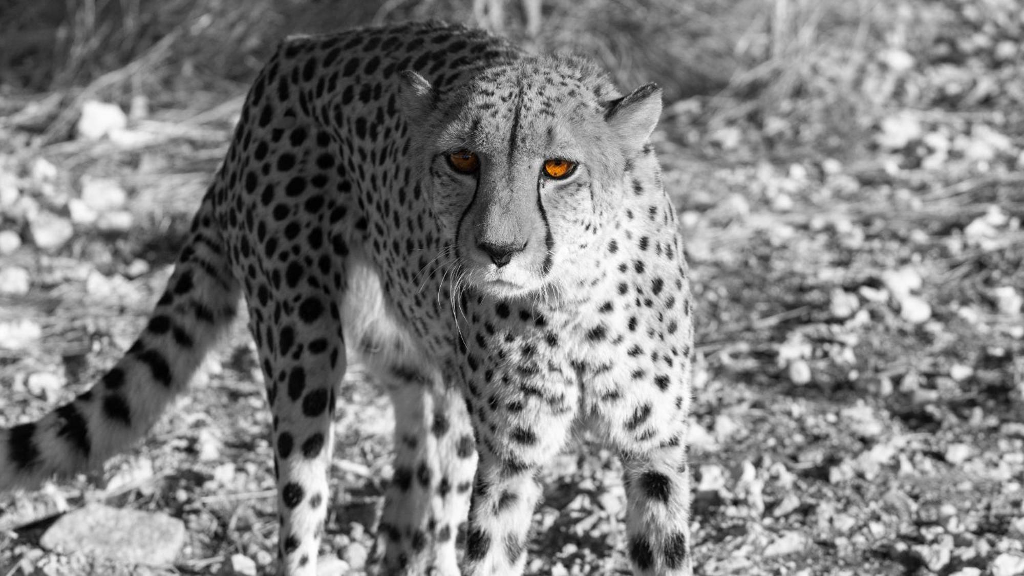 Aloegrove Safari Lodge Otjiwarongo Dış mekan fotoğraf
