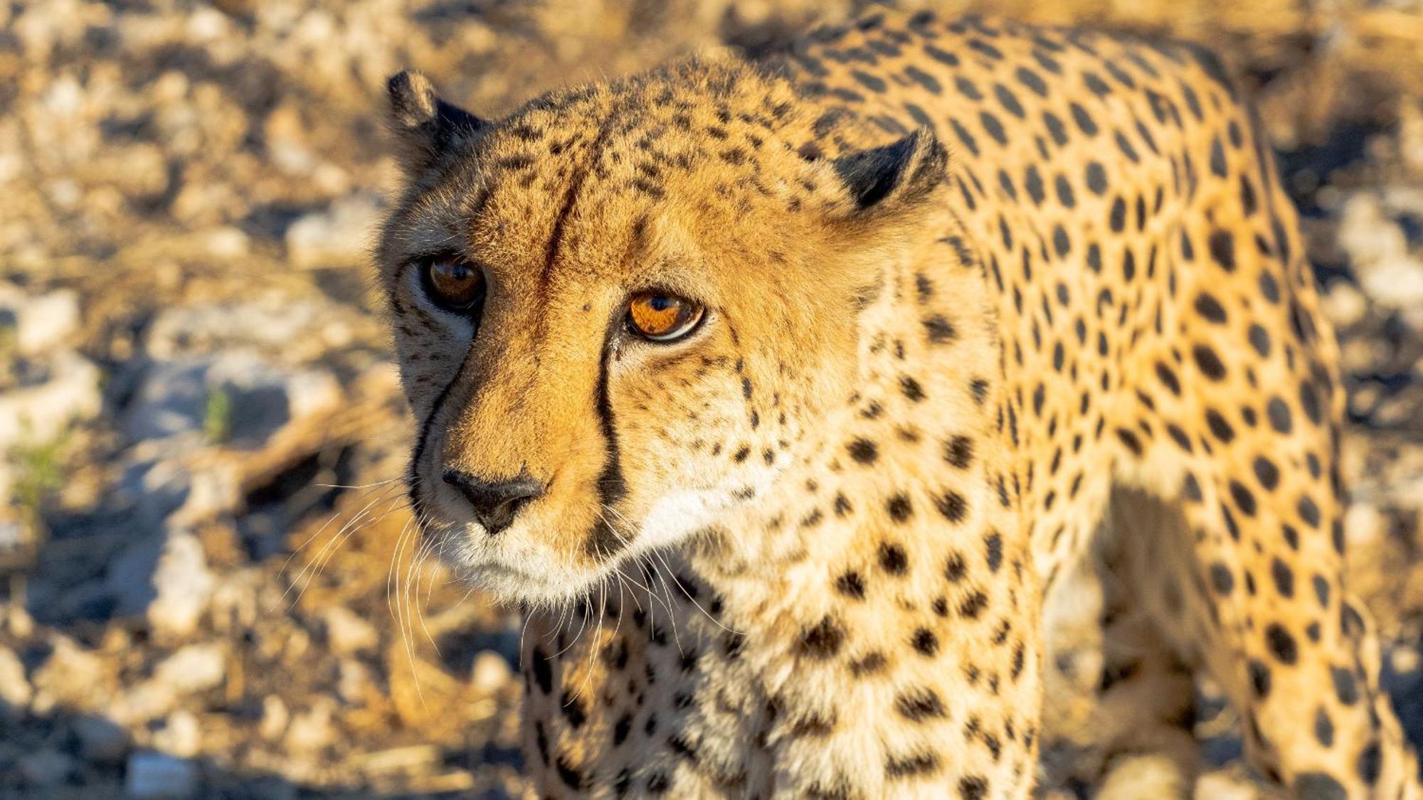 Aloegrove Safari Lodge Otjiwarongo Dış mekan fotoğraf