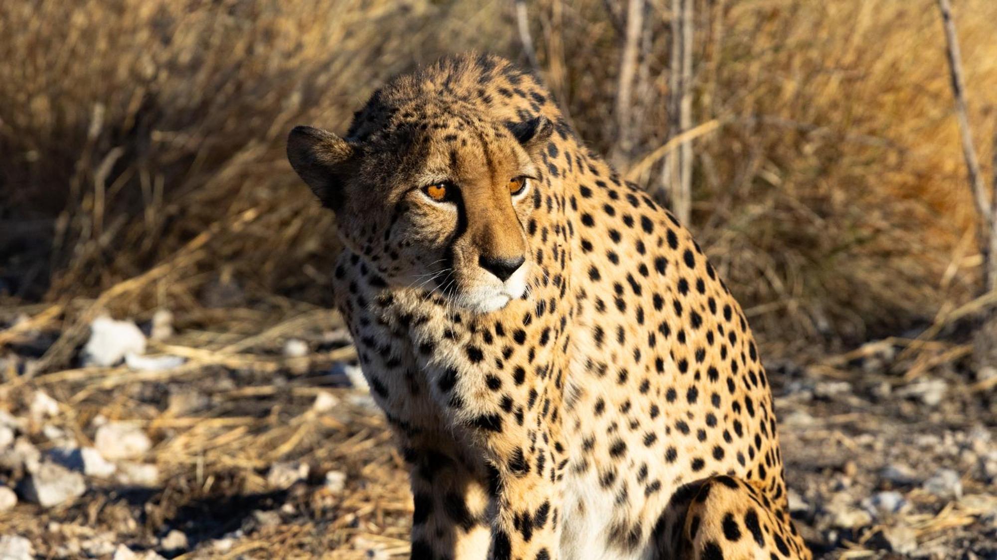 Aloegrove Safari Lodge Otjiwarongo Dış mekan fotoğraf