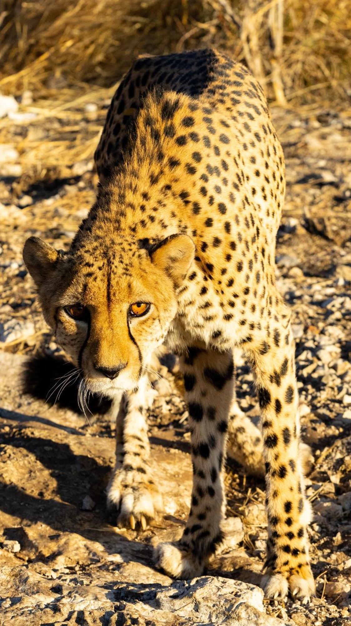 Aloegrove Safari Lodge Otjiwarongo Dış mekan fotoğraf