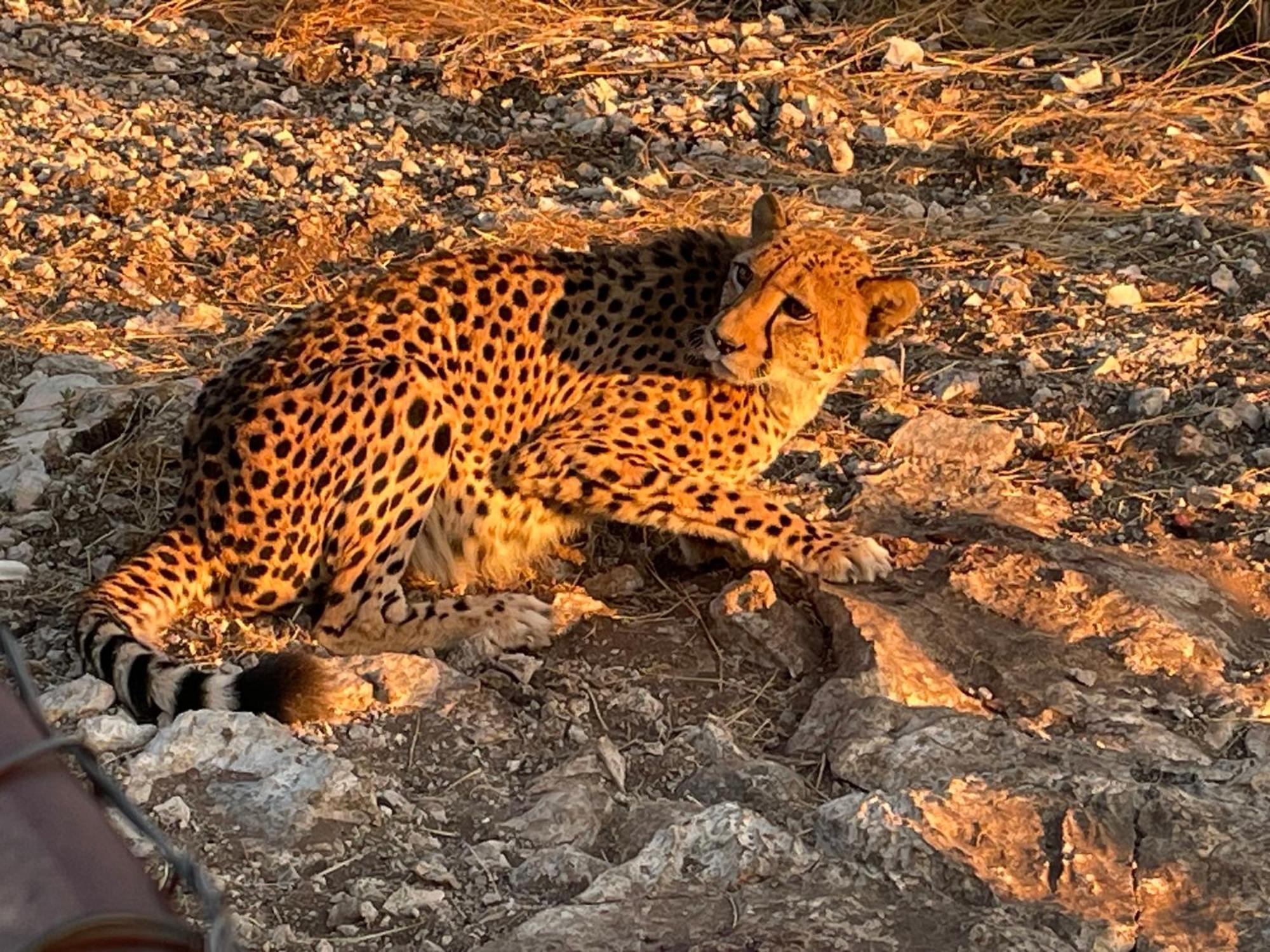 Aloegrove Safari Lodge Otjiwarongo Dış mekan fotoğraf