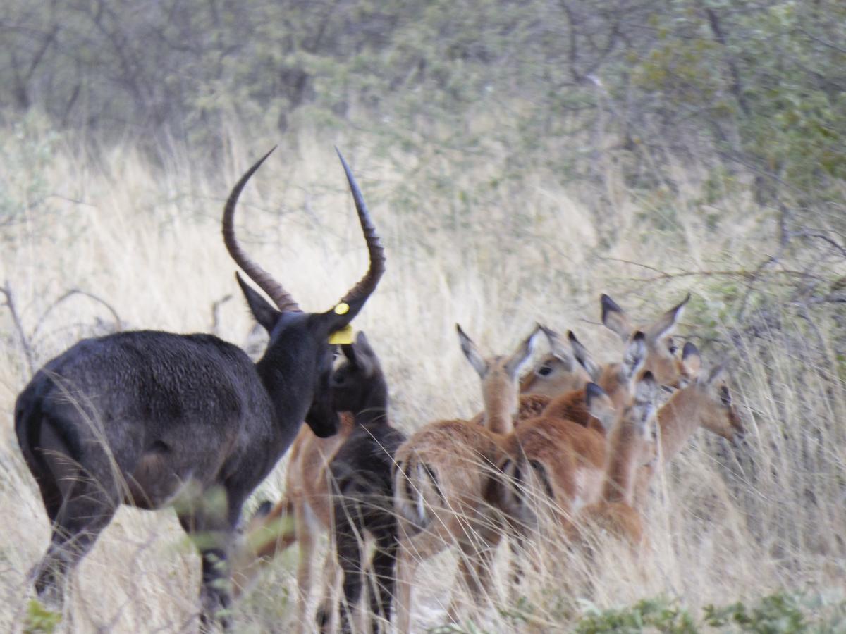 Aloegrove Safari Lodge Otjiwarongo Dış mekan fotoğraf