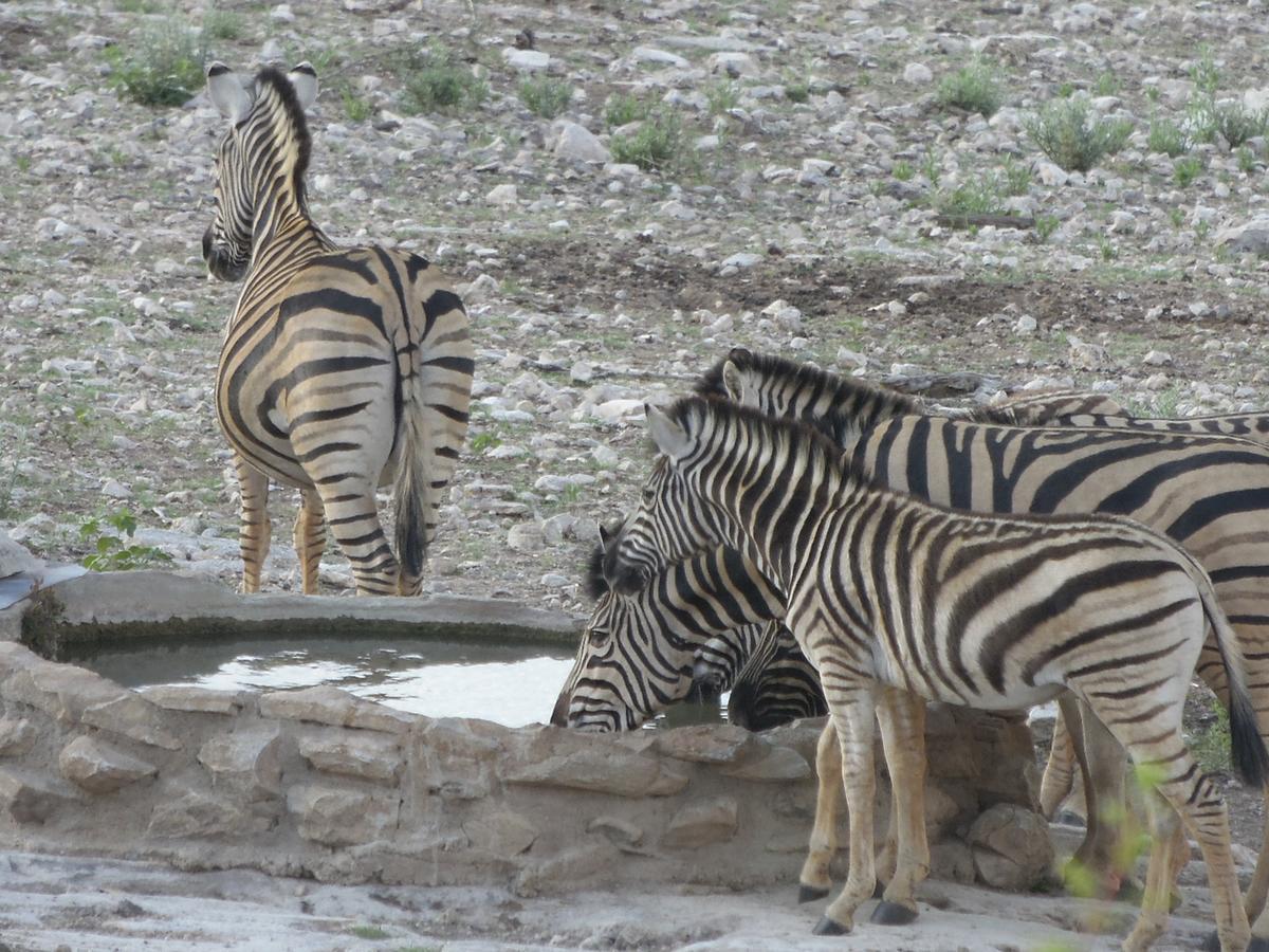 Aloegrove Safari Lodge Otjiwarongo Dış mekan fotoğraf