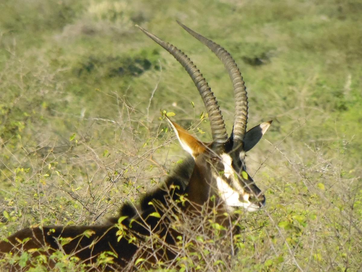 Aloegrove Safari Lodge Otjiwarongo Dış mekan fotoğraf