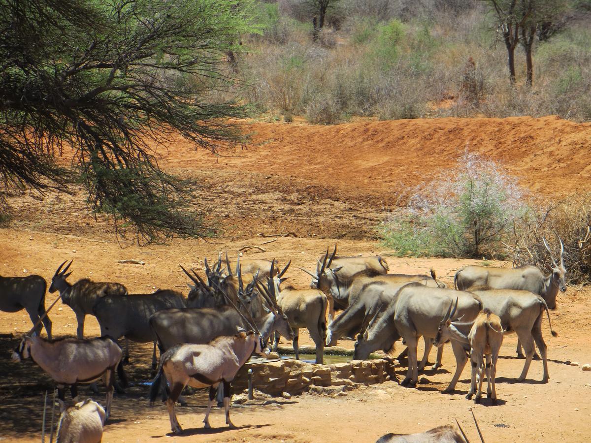 Aloegrove Safari Lodge Otjiwarongo Dış mekan fotoğraf