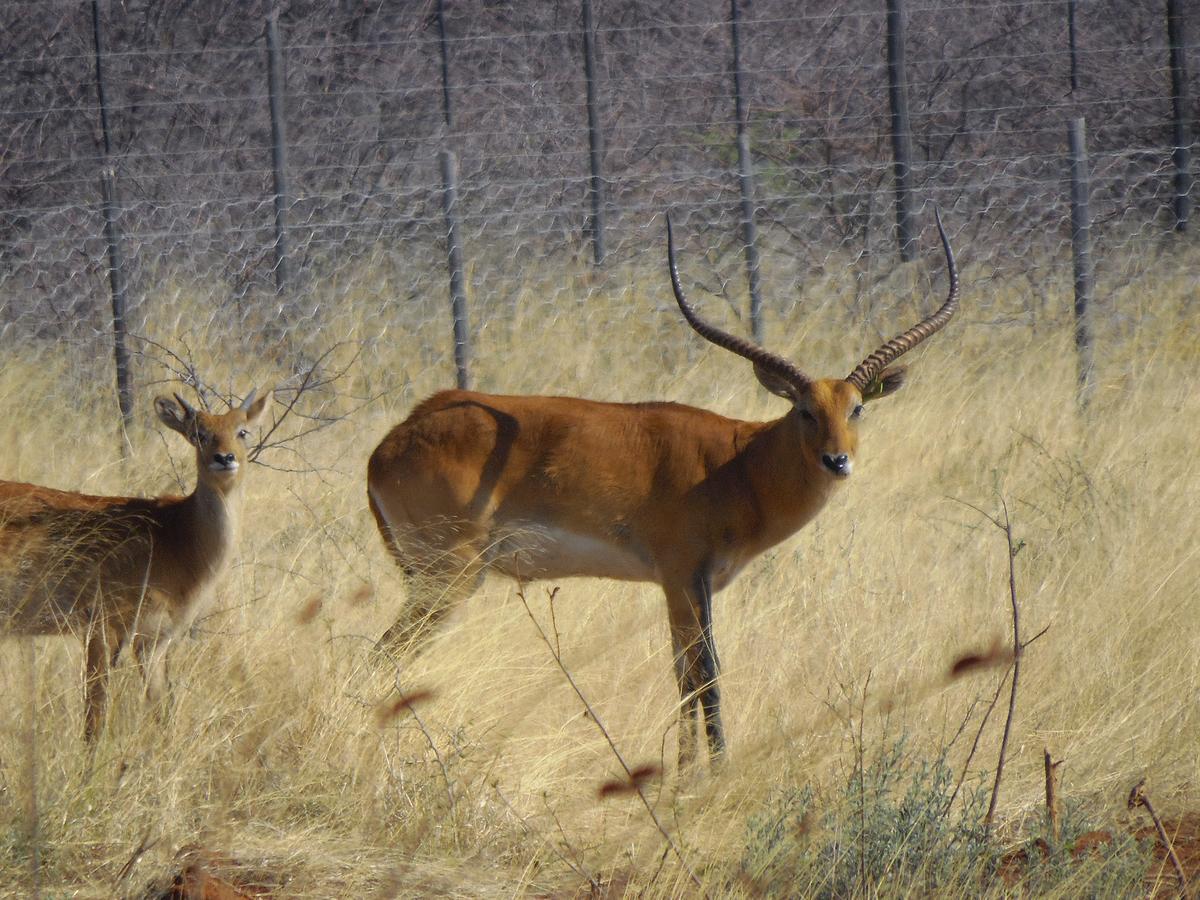 Aloegrove Safari Lodge Otjiwarongo Dış mekan fotoğraf