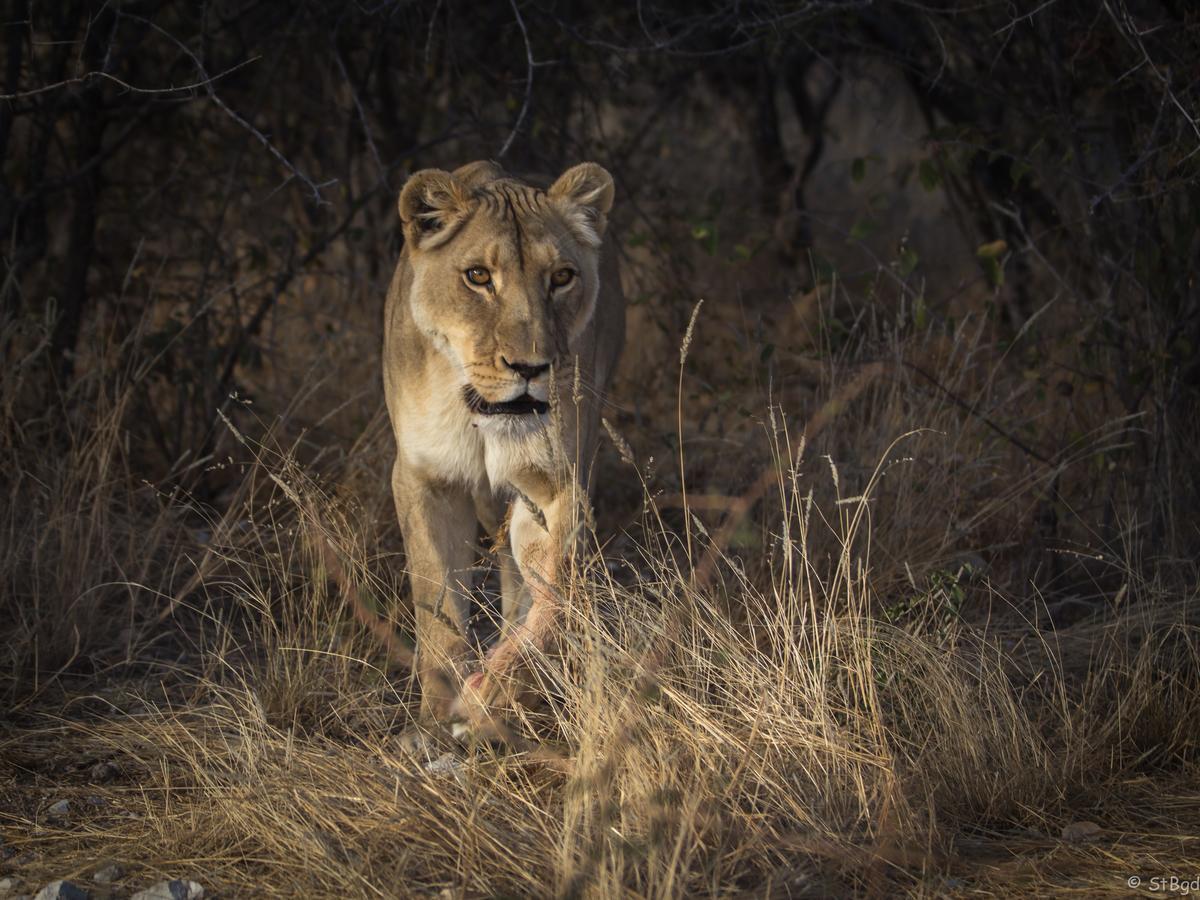 Aloegrove Safari Lodge Otjiwarongo Dış mekan fotoğraf