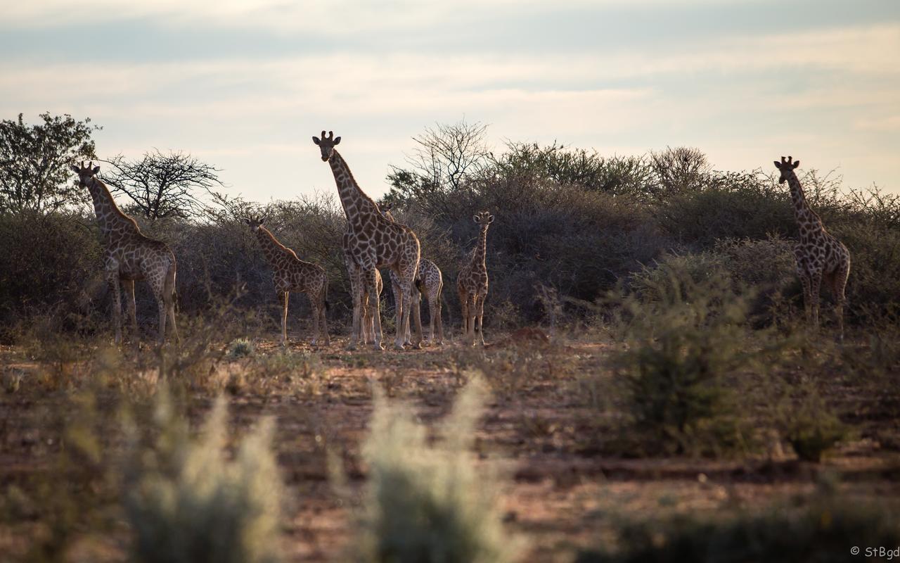 Aloegrove Safari Lodge Otjiwarongo Dış mekan fotoğraf