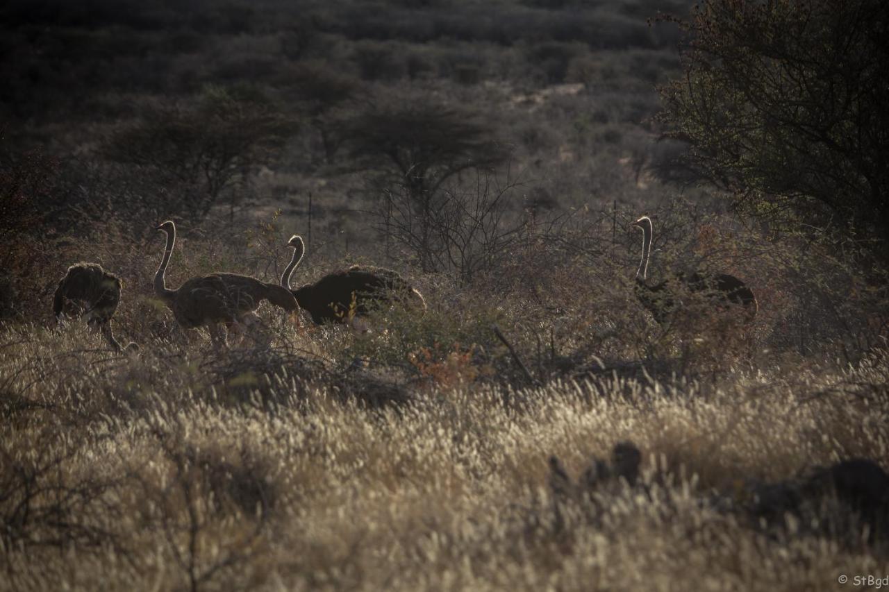 Aloegrove Safari Lodge Otjiwarongo Dış mekan fotoğraf