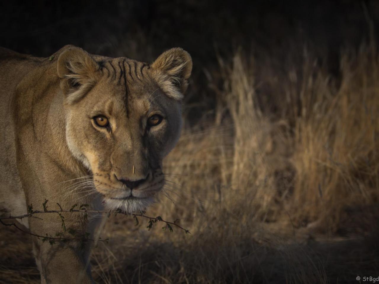 Aloegrove Safari Lodge Otjiwarongo Dış mekan fotoğraf