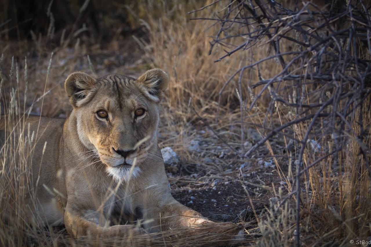 Aloegrove Safari Lodge Otjiwarongo Dış mekan fotoğraf